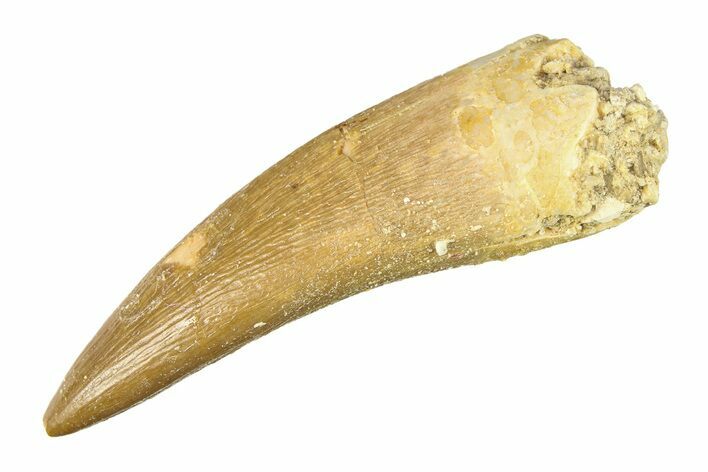 Fossil Plesiosaur (Zarafasaura) Tooth - Morocco #297868